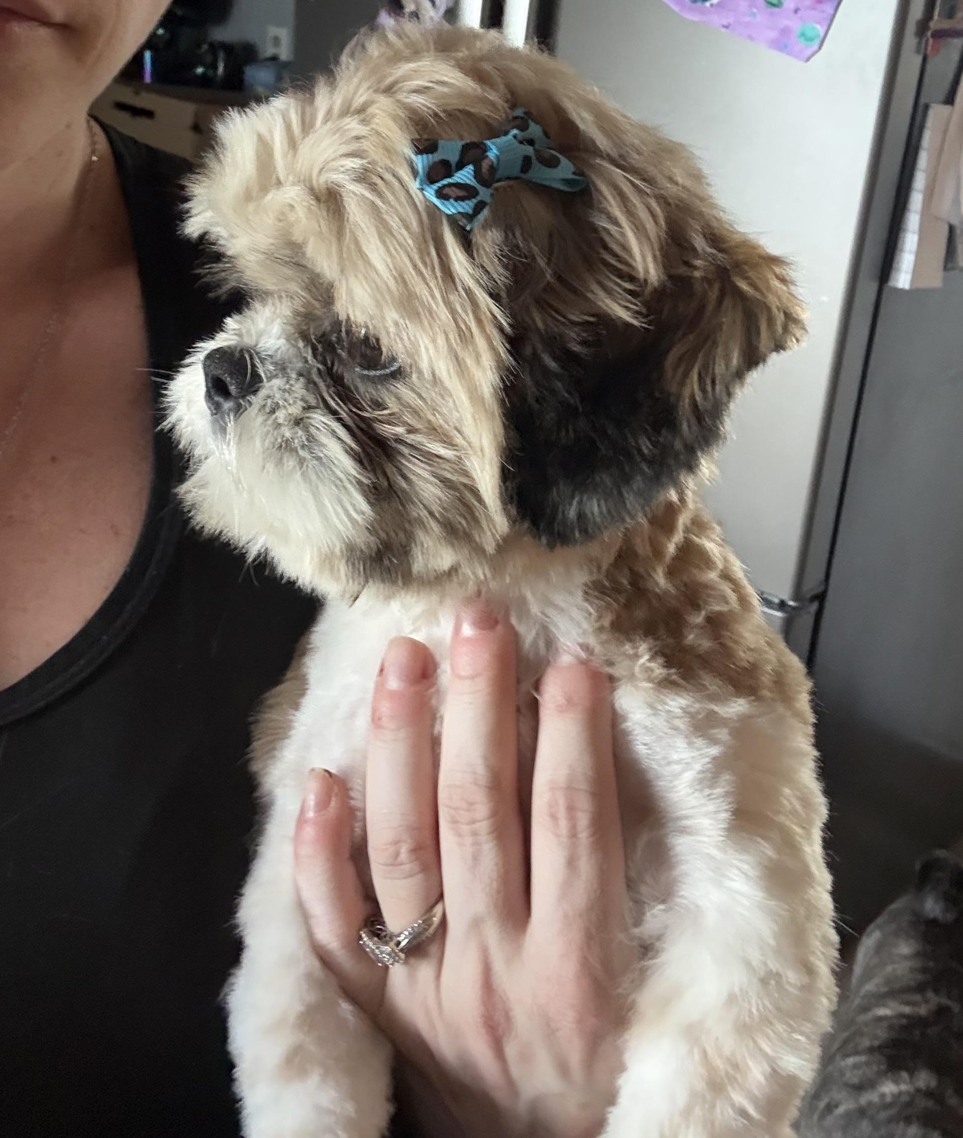 Enlarge Annie, an adopted Shih Tzu in Hindsboro, IL image 2/4