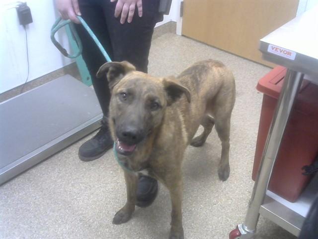 DESTINY, Adoptable, Young Female Pit Bull Terrier & Mixed Breed.