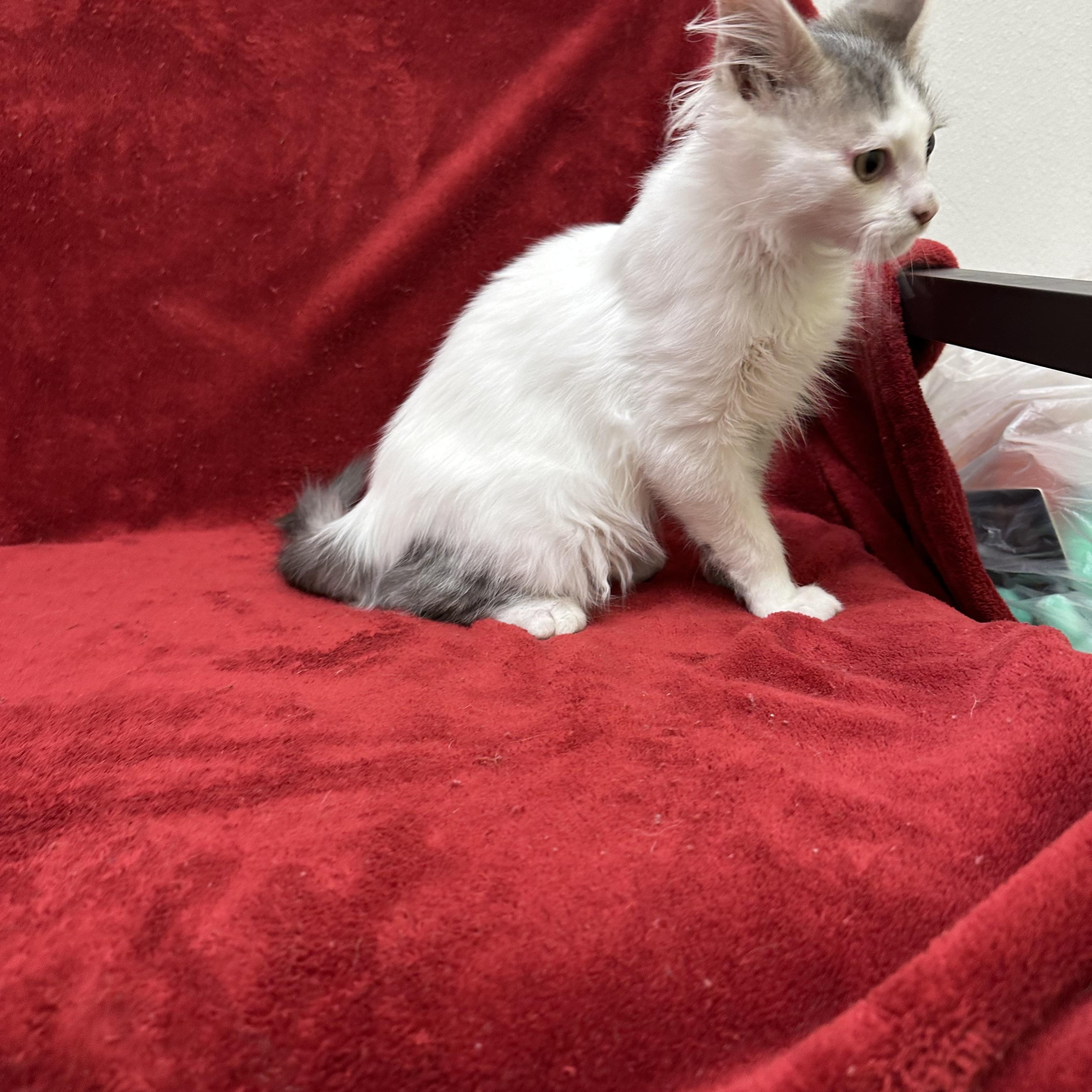 Chewy, adopted, Young Male Domestic Long Hair.