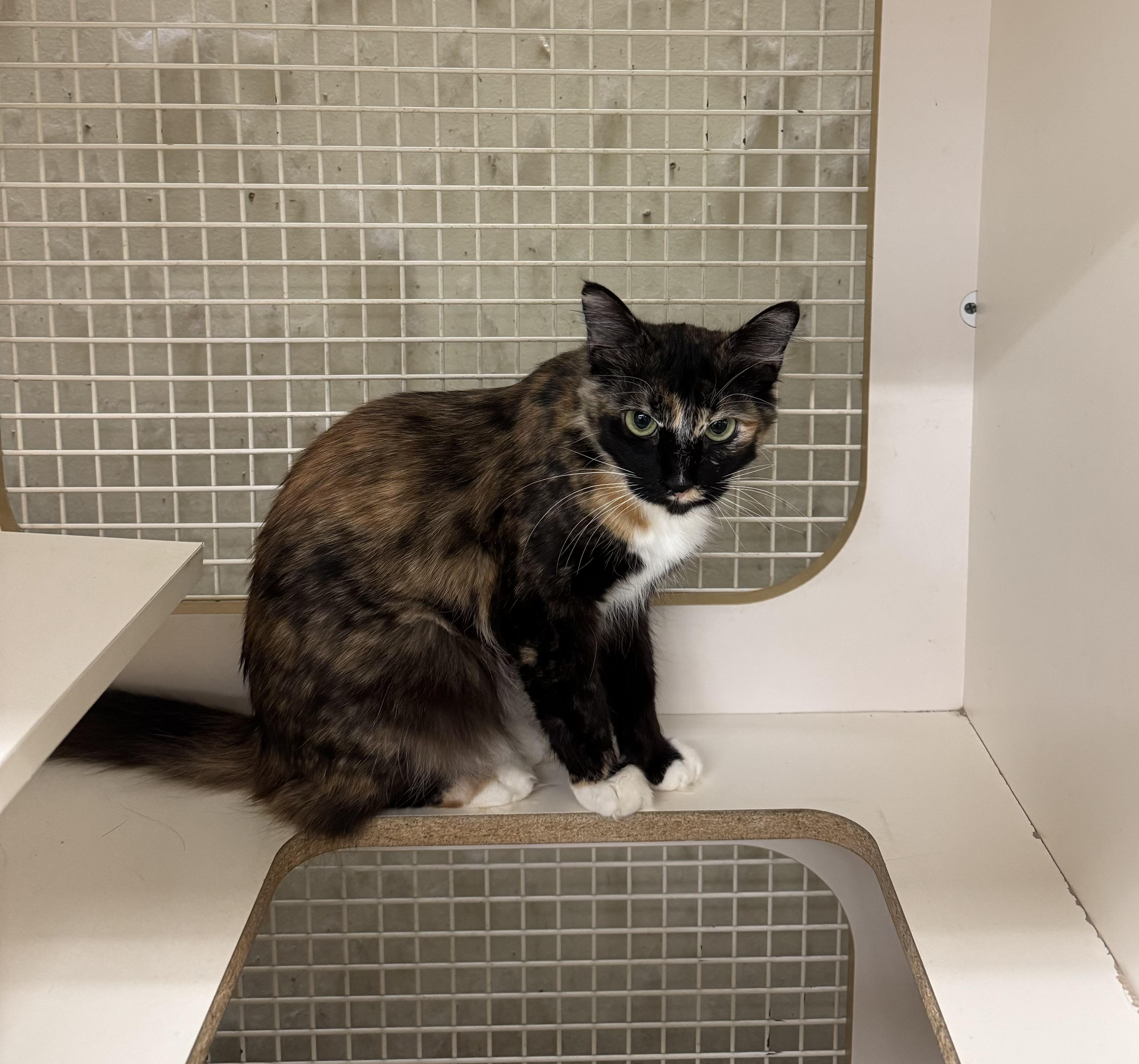 Chloe INDOOR ONLY , an adopted mixed breed in Jackson, CA image 5/5