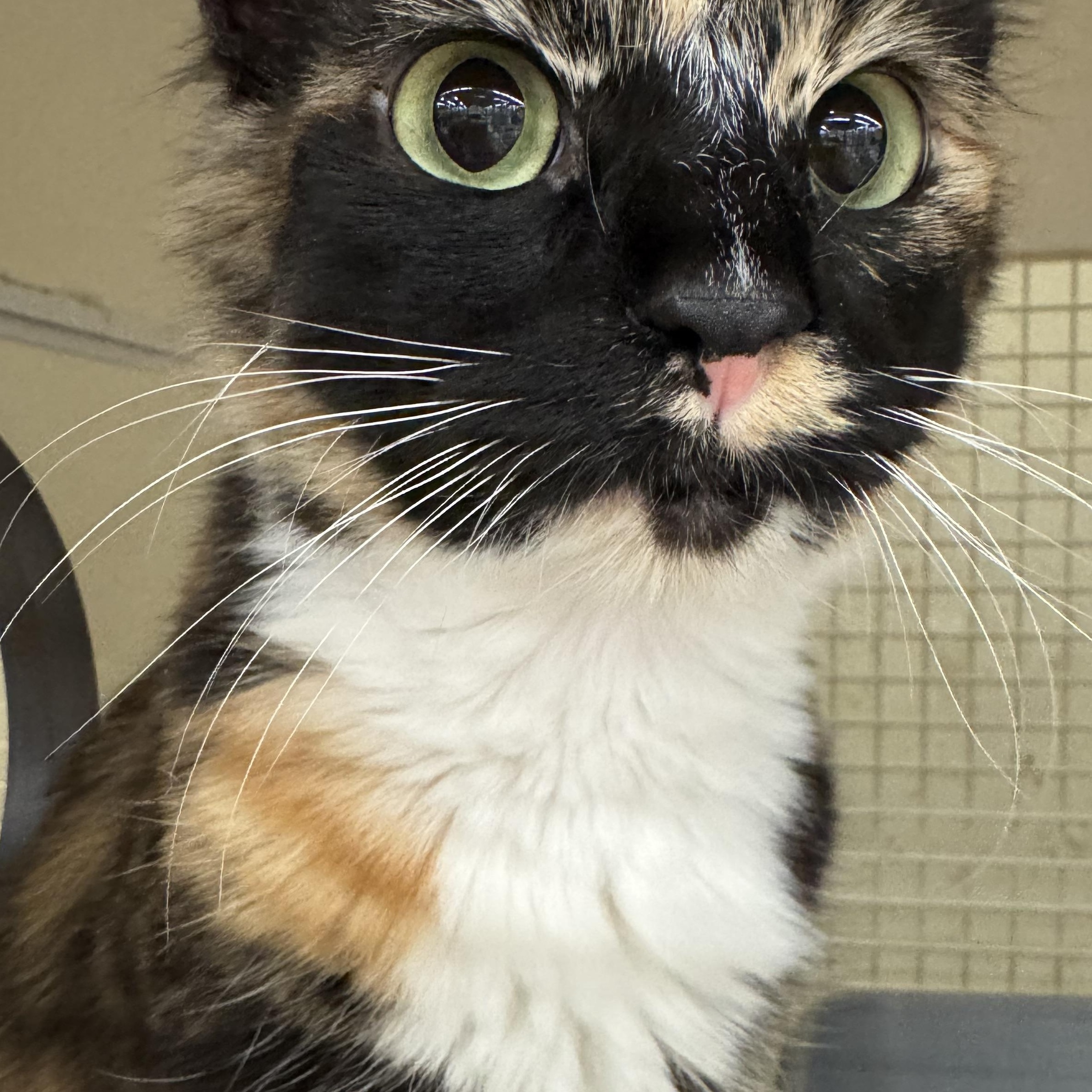 Chloe INDOOR ONLY , an adopted mixed breed in Jackson, CA image 2/5