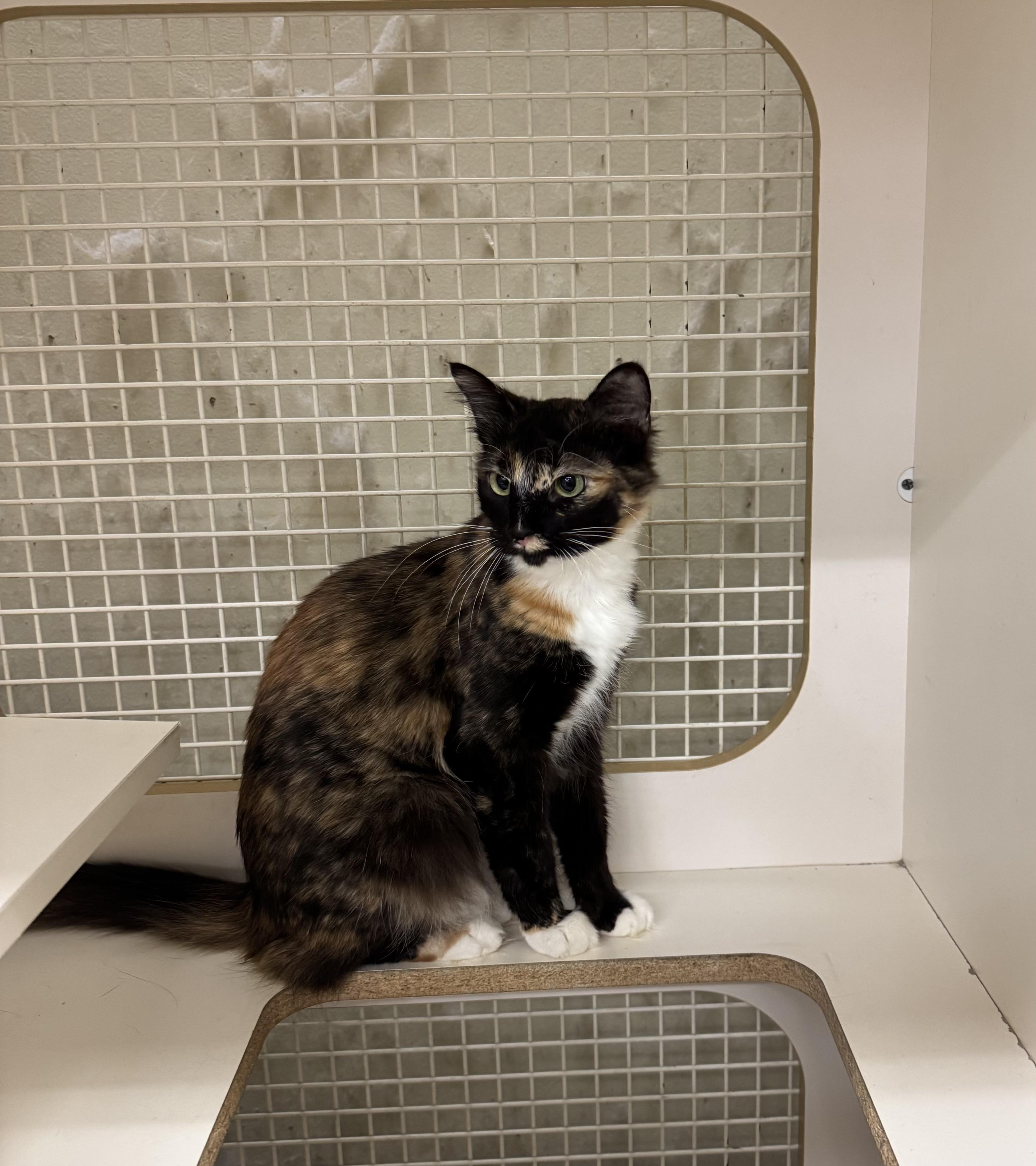 Chloe INDOOR ONLY , an adopted mixed breed in Jackson, CA image 3/5
