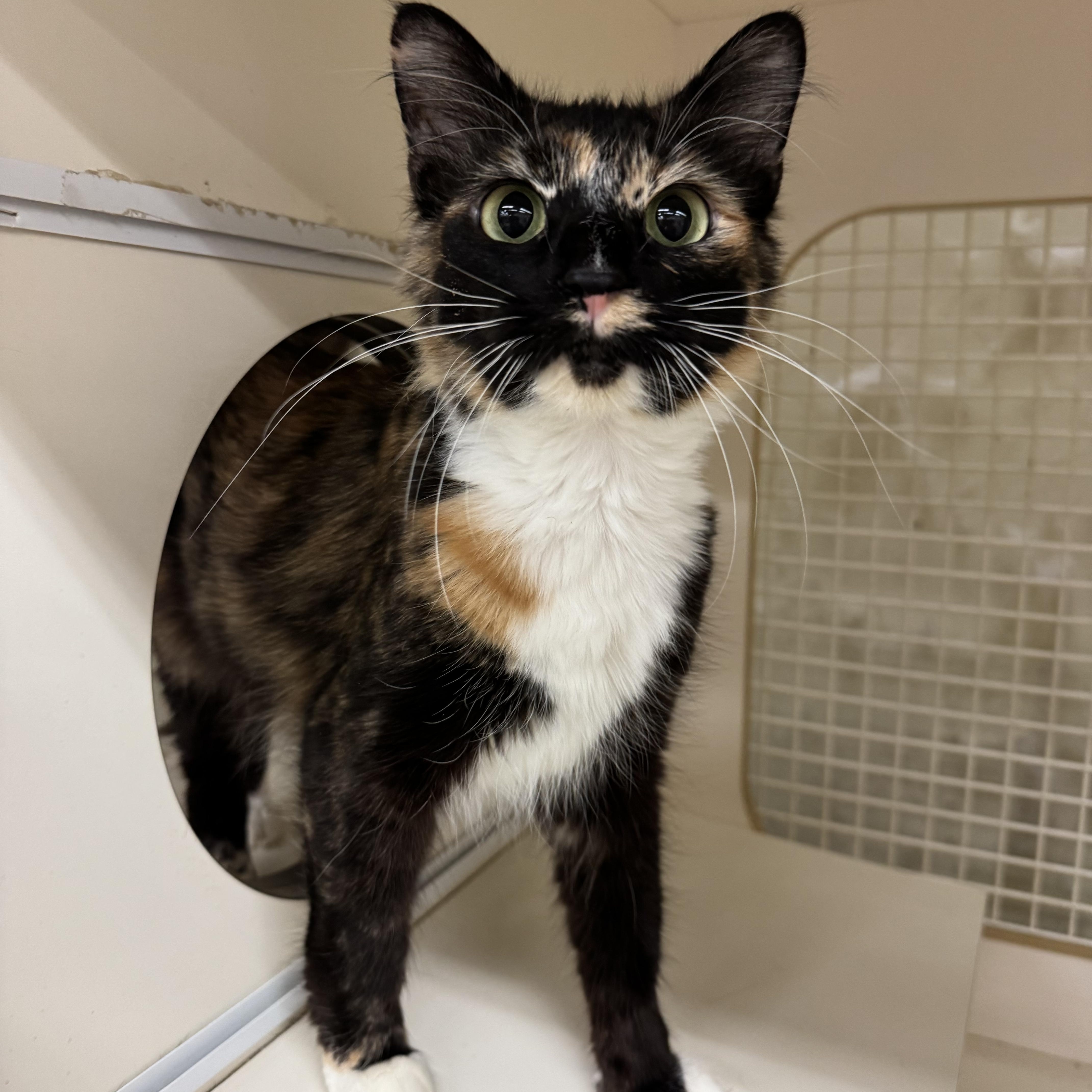 Chloe INDOOR ONLY , an adopted mixed breed in Jackson, CA image 4/5