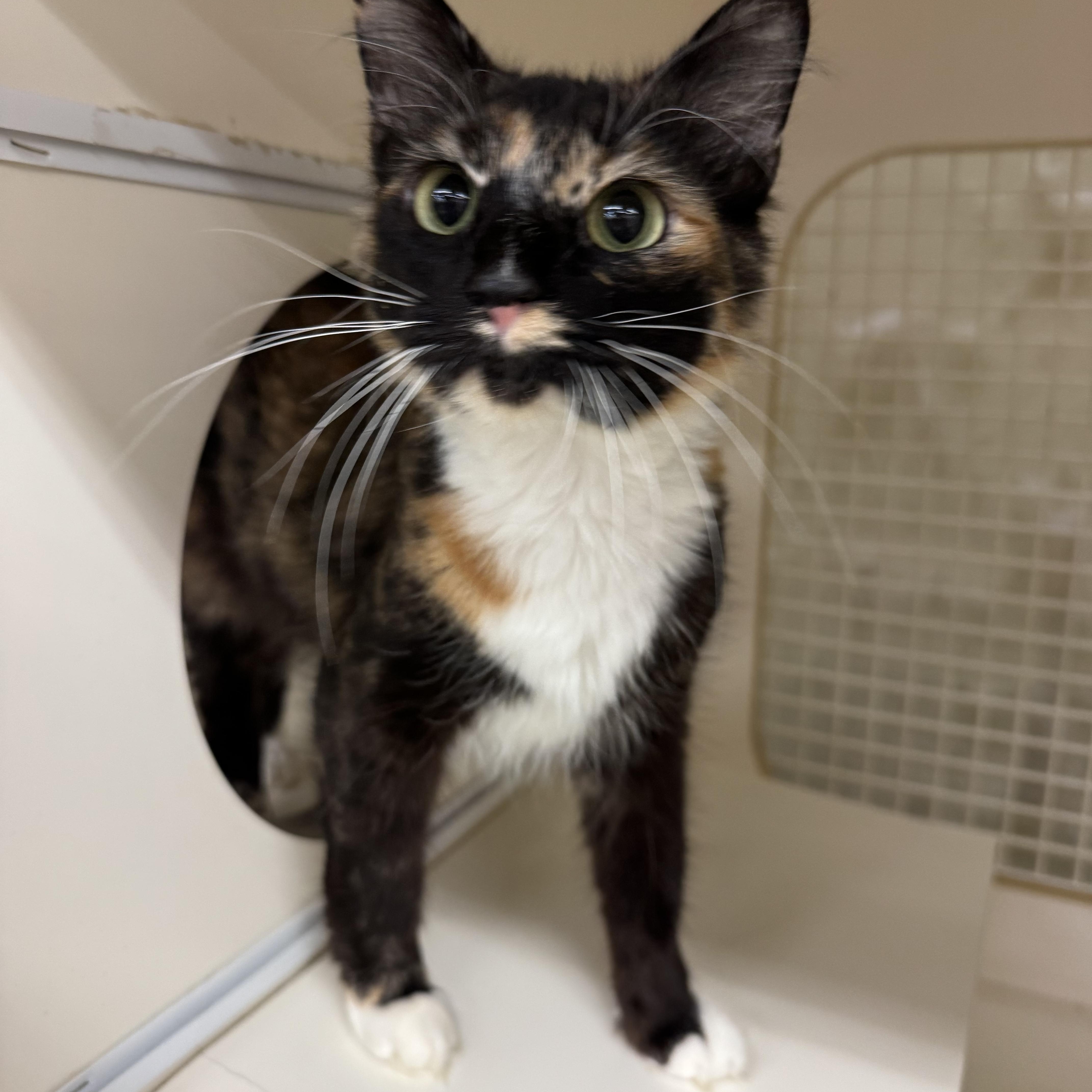 Chloe INDOOR ONLY , an adopted mixed breed in Jackson, CA image 1/5