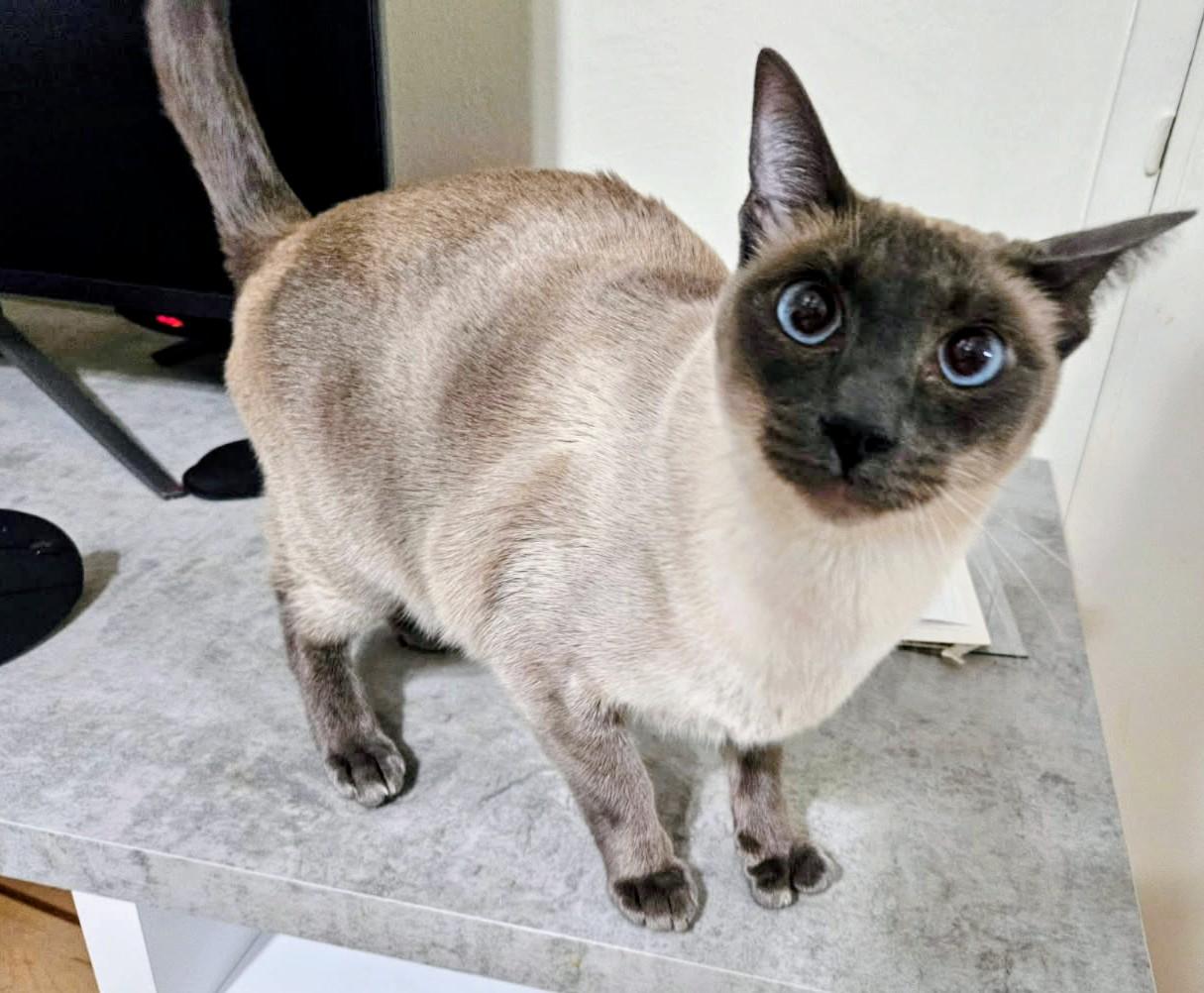 Gandolf, adopted, Adult Male Siamese.