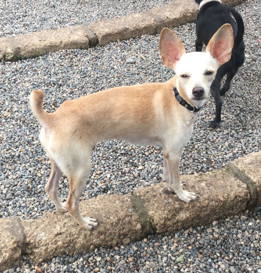 Jack, Adopted, Adult Male Chihuahua.