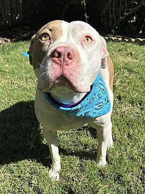 Ziggy, Adoptable, Adult Male Pit Bull Terrier.
