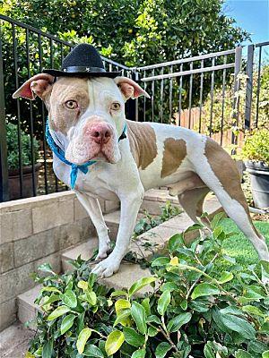 Enlarge Ziggy, a Adoptable Pit Bull Terrier in La Verne, CA image 2/3