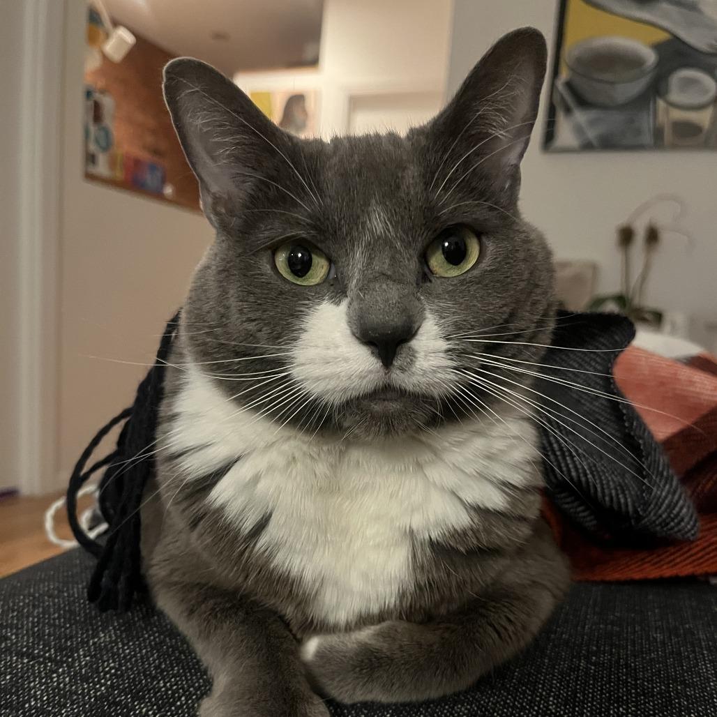 Lola (Baby Blossom), a Adoptable Domestic Short Hair in Wantagh, NY image 1/6