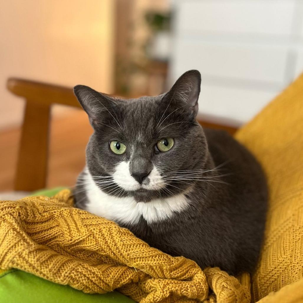 Lola (Baby Blossom), a Adoptable Domestic Short Hair in Wantagh, NY image 4/6