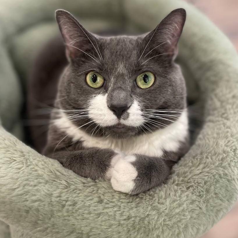 Lola (Baby Blossom), a Adoptable Domestic Short Hair in Wantagh, NY image 5/6