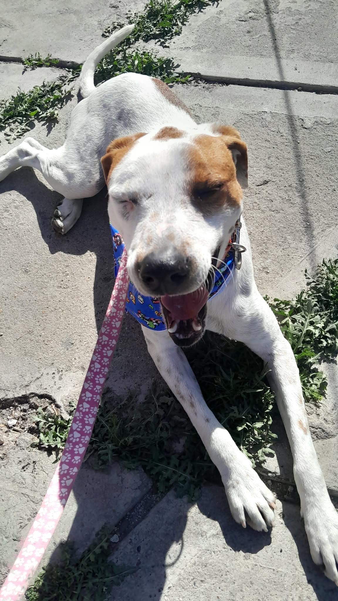 Bruno (22) — thumbnail 1