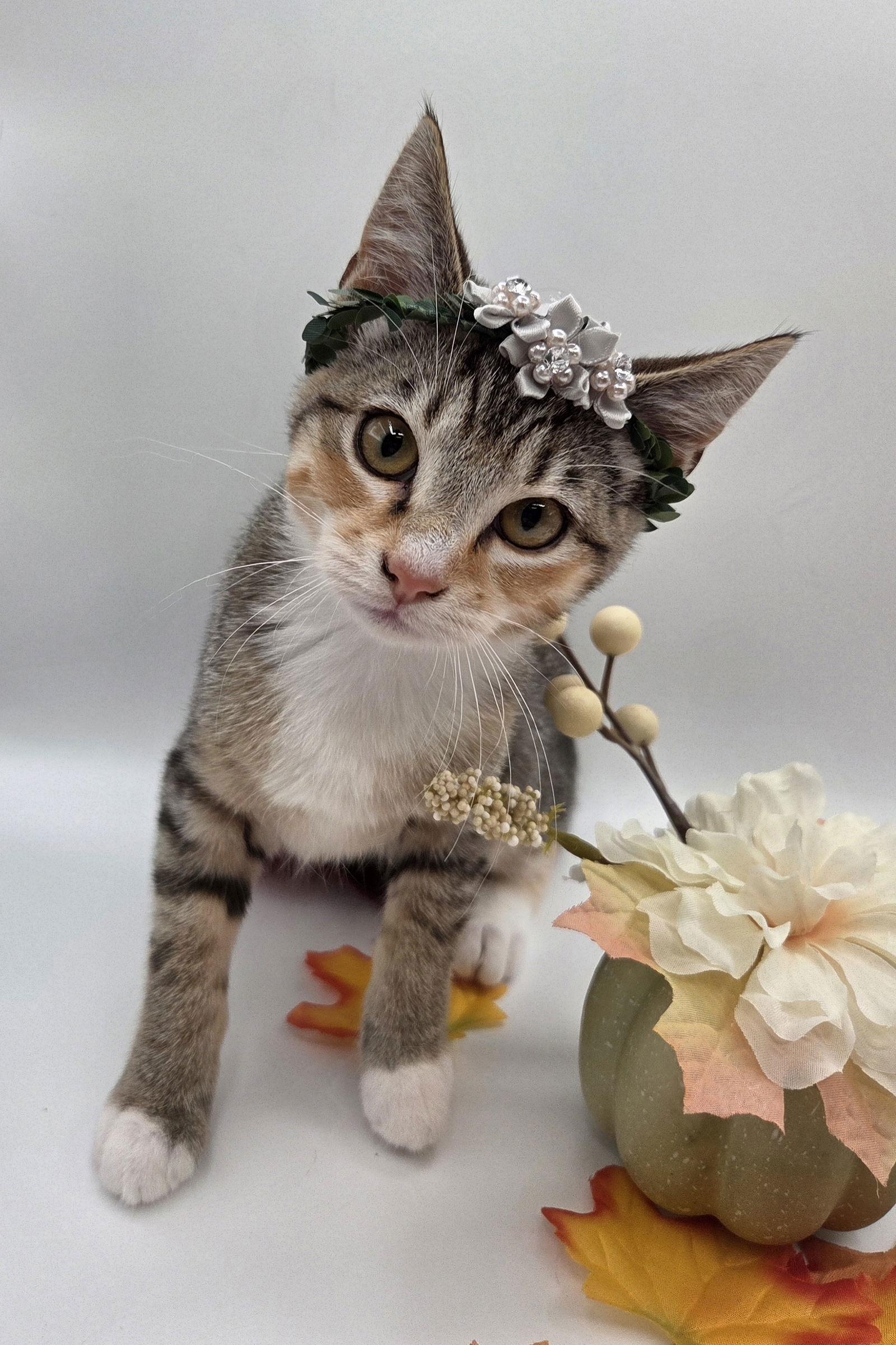 Dobby, Adoptable, Kitten Female Domestic Short Hair & Tabby.