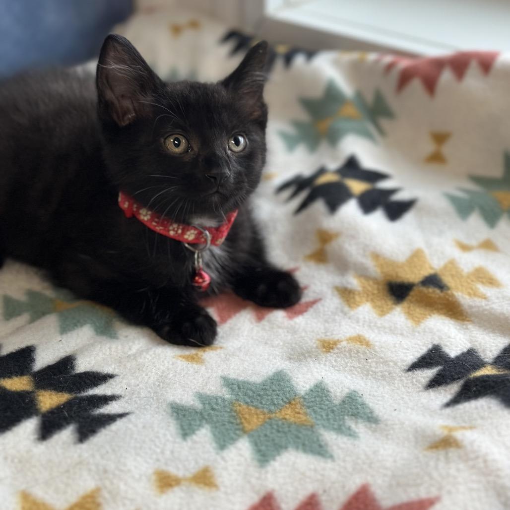 Percy, ADOPTABLE, Young Male Domestic Short Hair.