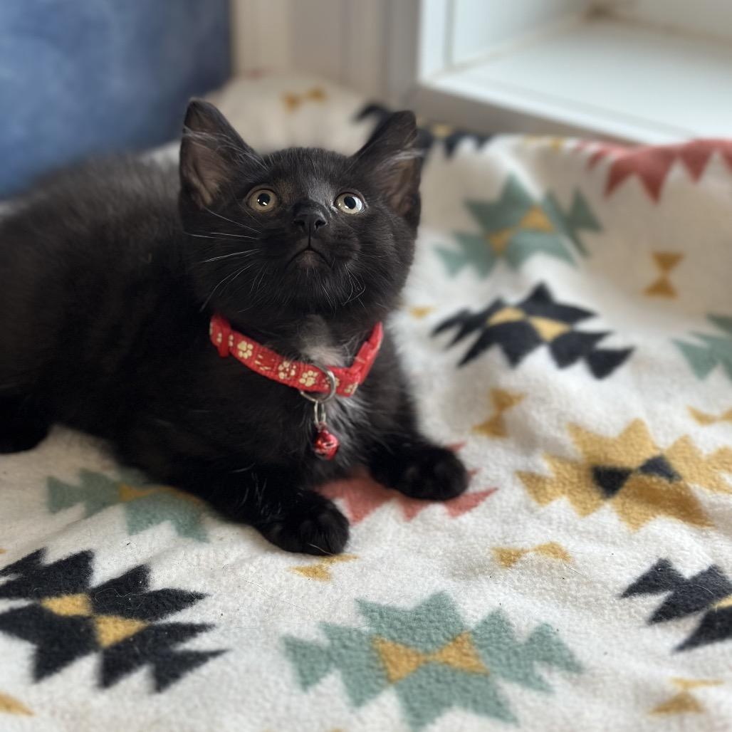 Percy, a ADOPTABLE Domestic Short Hair in Clinton, IL image 4/4