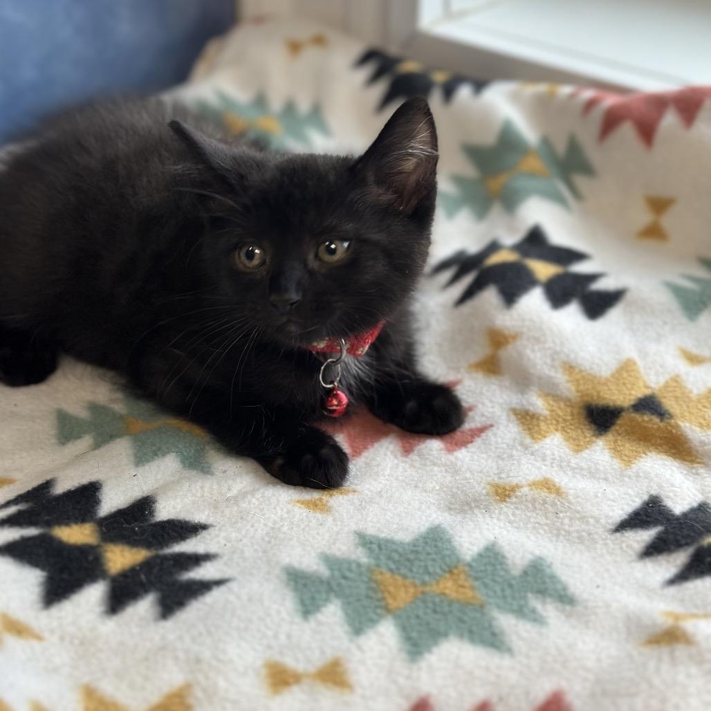 Percy, a ADOPTABLE Domestic Short Hair in Clinton, IL image 3/4