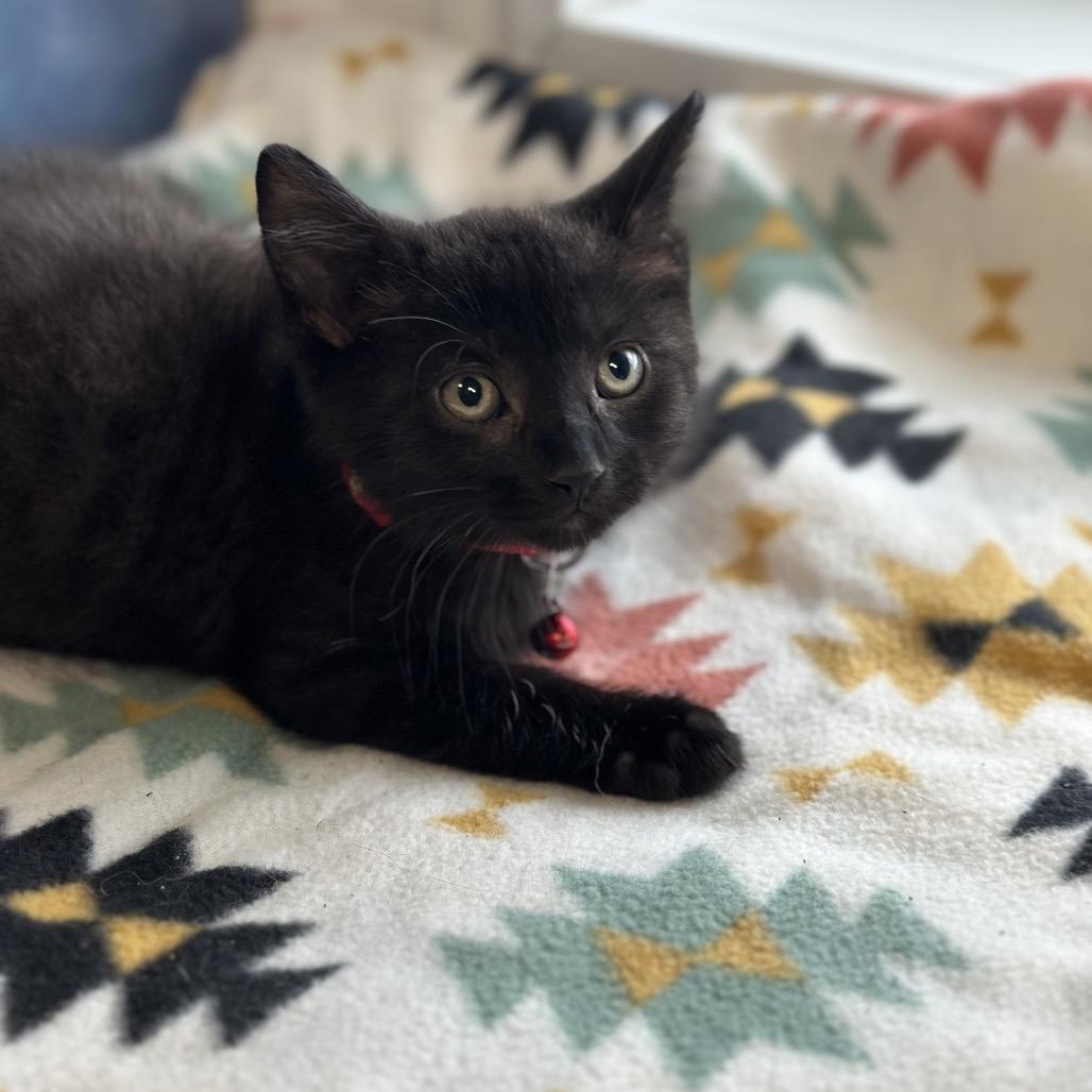 Percy, a ADOPTABLE Domestic Short Hair in Clinton, IL image 2/4