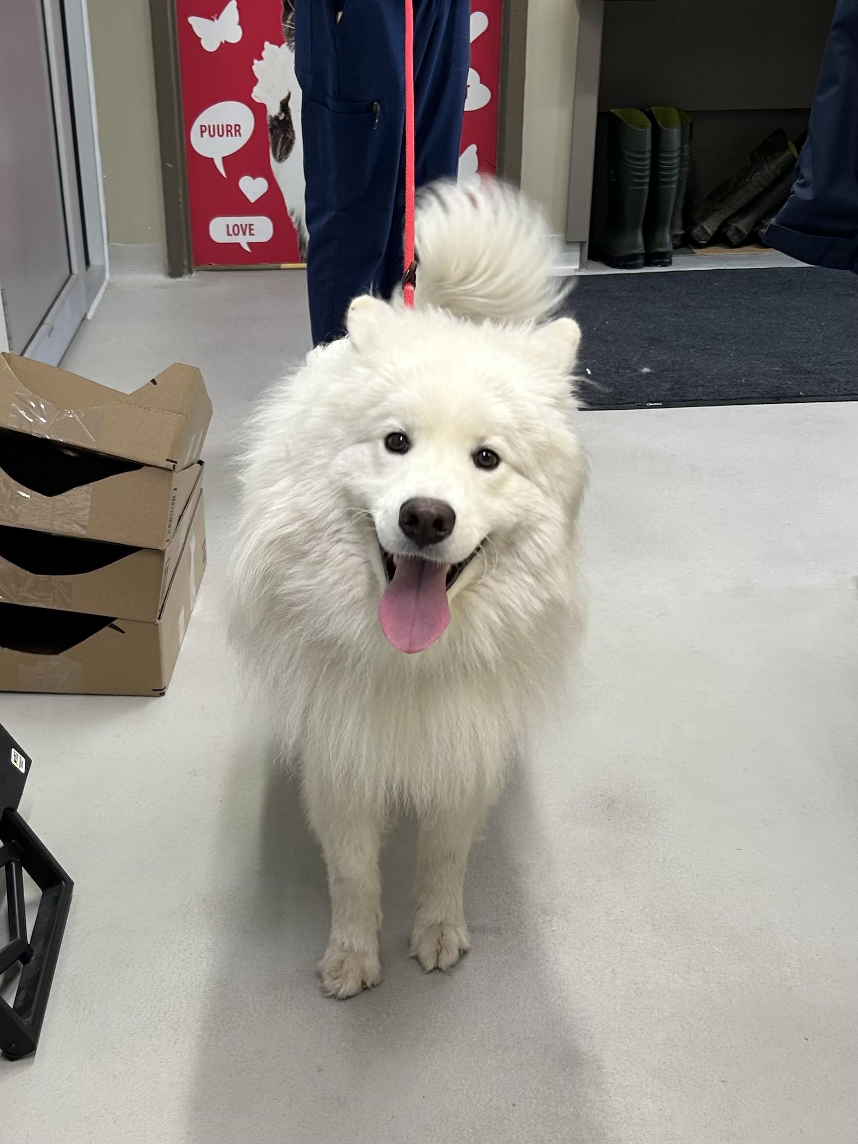 Clifford, adoptable, Young Male Samoyed.