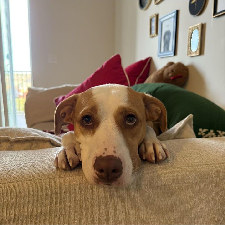 Autumn, Adoptable, Adult Female Pit Bull Terrier.