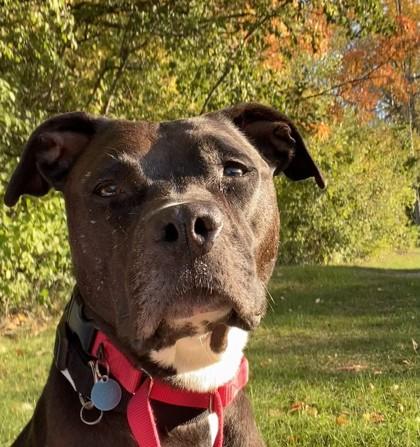 Daphne, Adoptable, Adult Female Pit Bull Terrier & Mixed Breed.