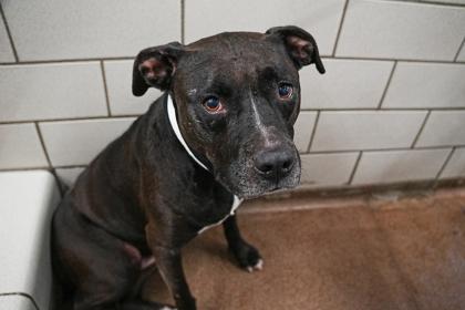 Enlarge Daphne, a Adoptable mixed breed in Golden Valley, MN image 2/3