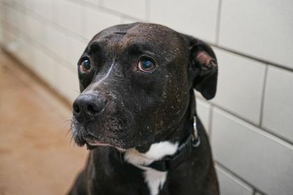 Enlarge Daphne, a Adoptable mixed breed in Golden Valley, MN image 3/3