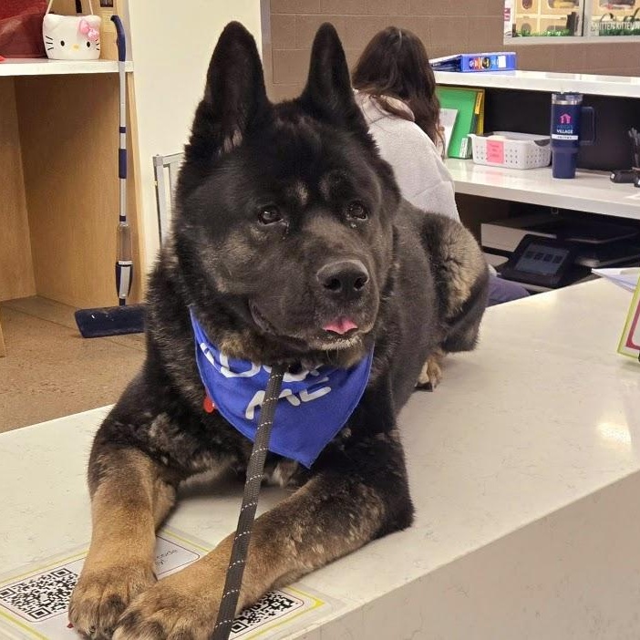 Enlarge Ty, a Adopted mixed breed in Queen Creek, AZ image 2/6