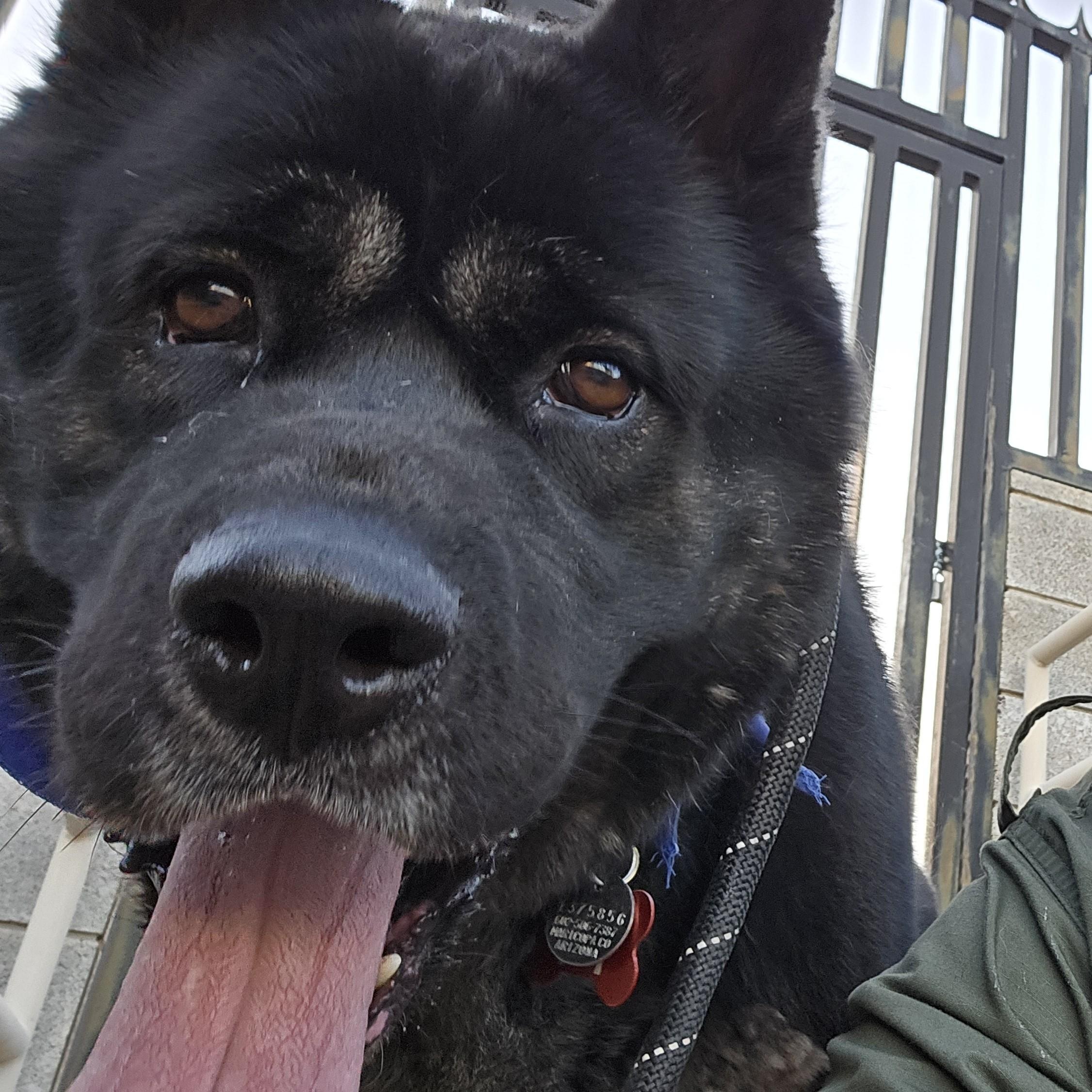 Enlarge Ty, a Adopted mixed breed in Queen Creek, AZ image 4/6