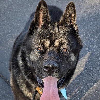 Enlarge Ty, a Adopted mixed breed in Queen Creek, AZ image 1/6