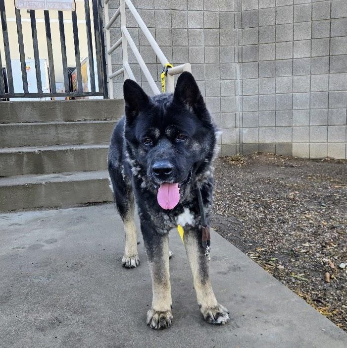 Enlarge Ty, a Adopted mixed breed in Queen Creek, AZ image 6/6