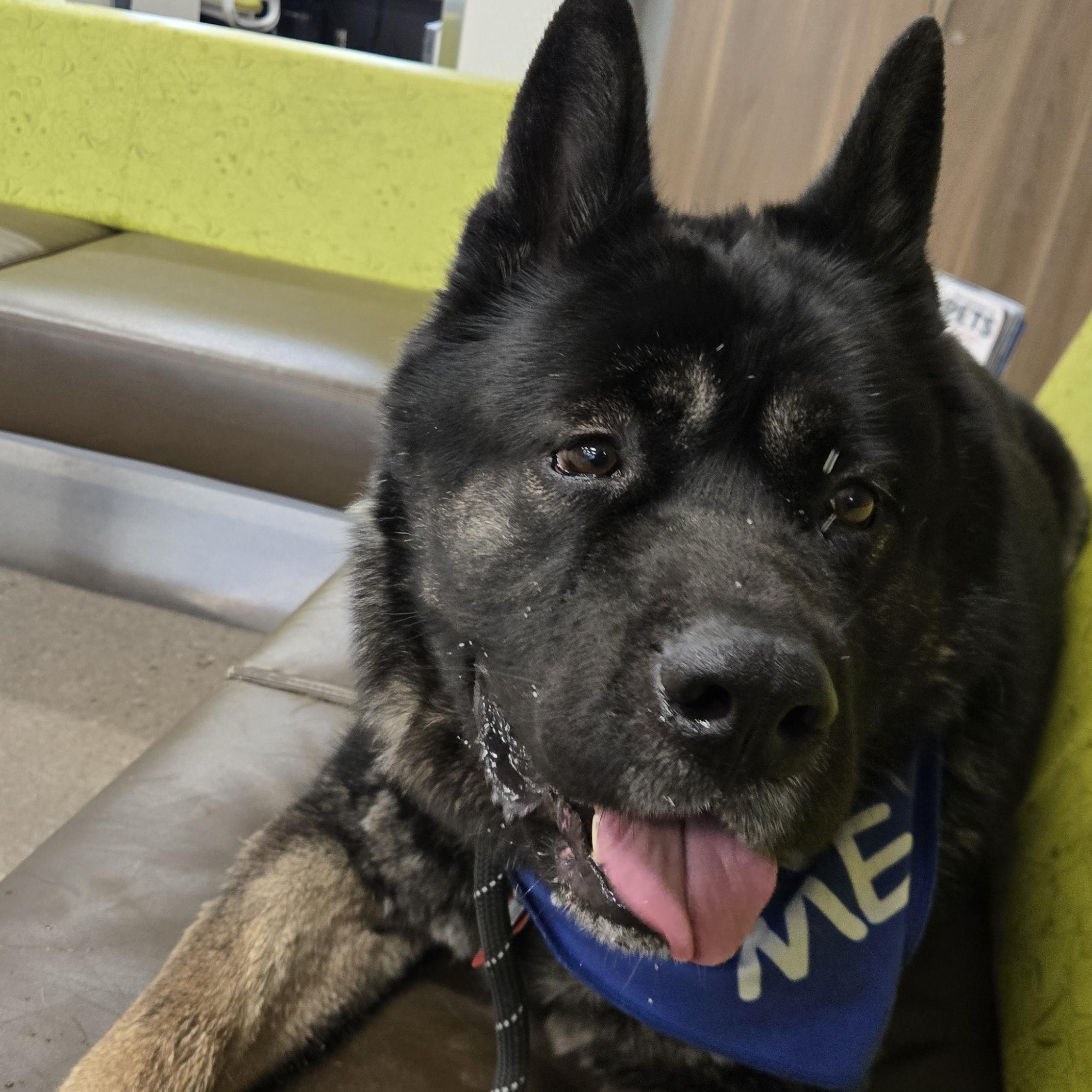 Enlarge Ty, a Adopted mixed breed in Queen Creek, AZ image 5/6