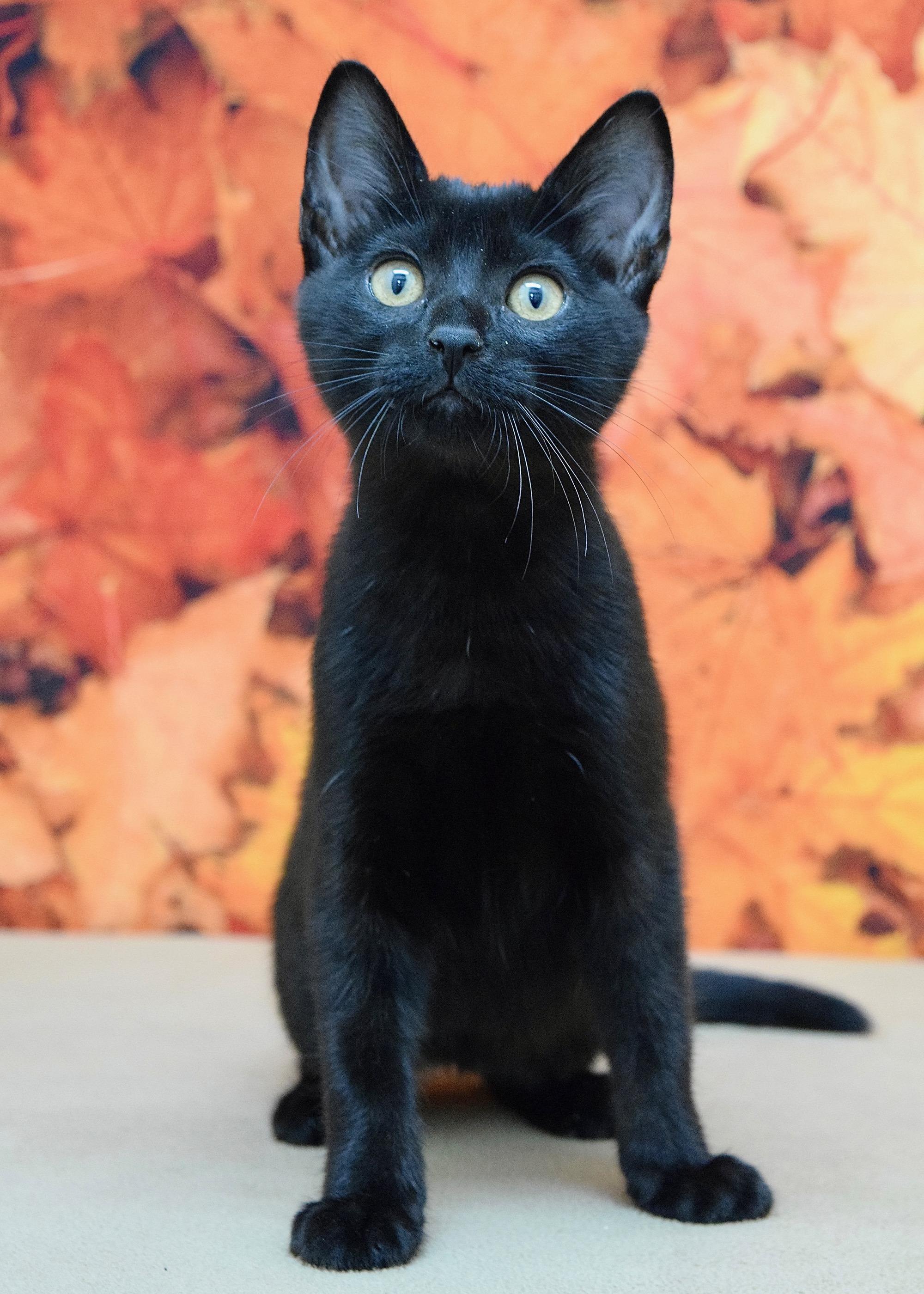 Lauren, Adoptable, Kitten Female Domestic Short Hair.