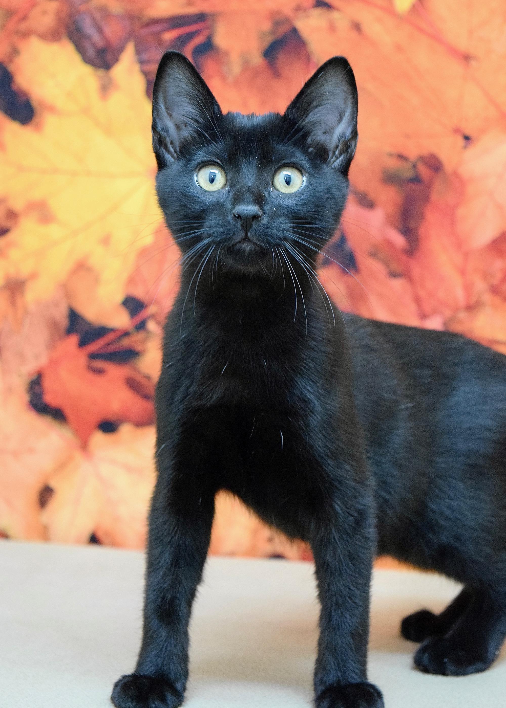 Lauren, a Adoptable Domestic Short Hair in Dublin, CA image 2/4