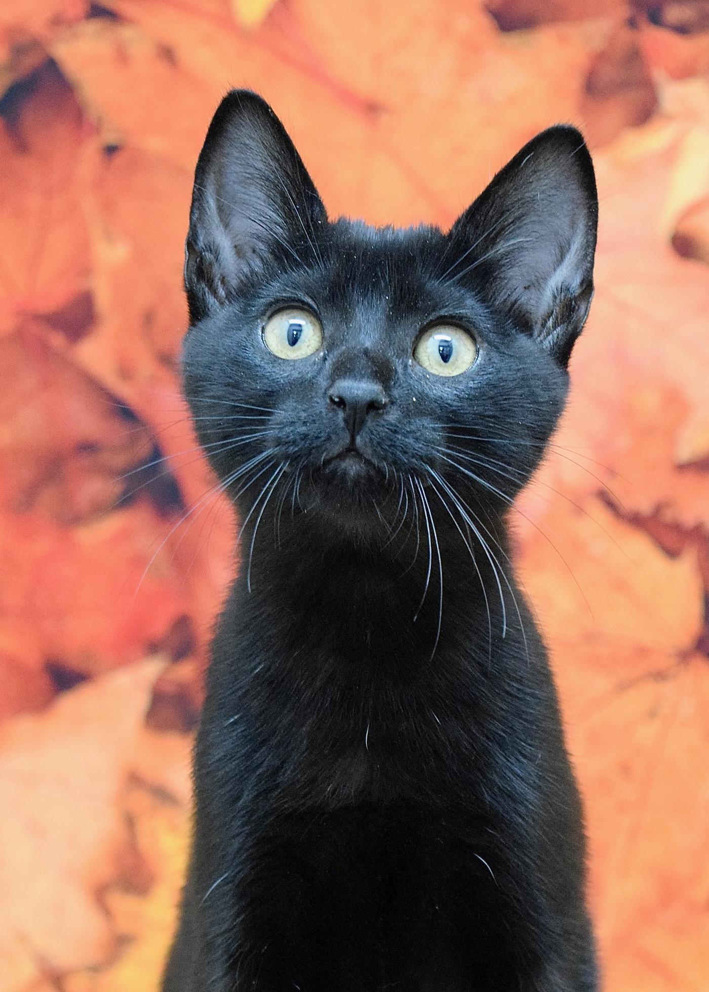Lauren, a Adoptable Domestic Short Hair in Dublin, CA image 3/4