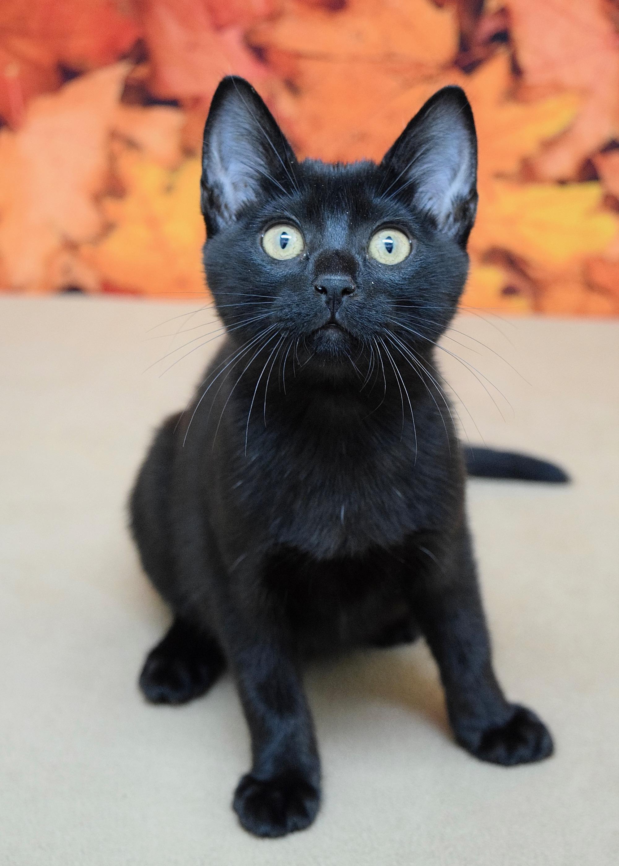 Lauren, a Adoptable Domestic Short Hair in Dublin, CA image 4/4