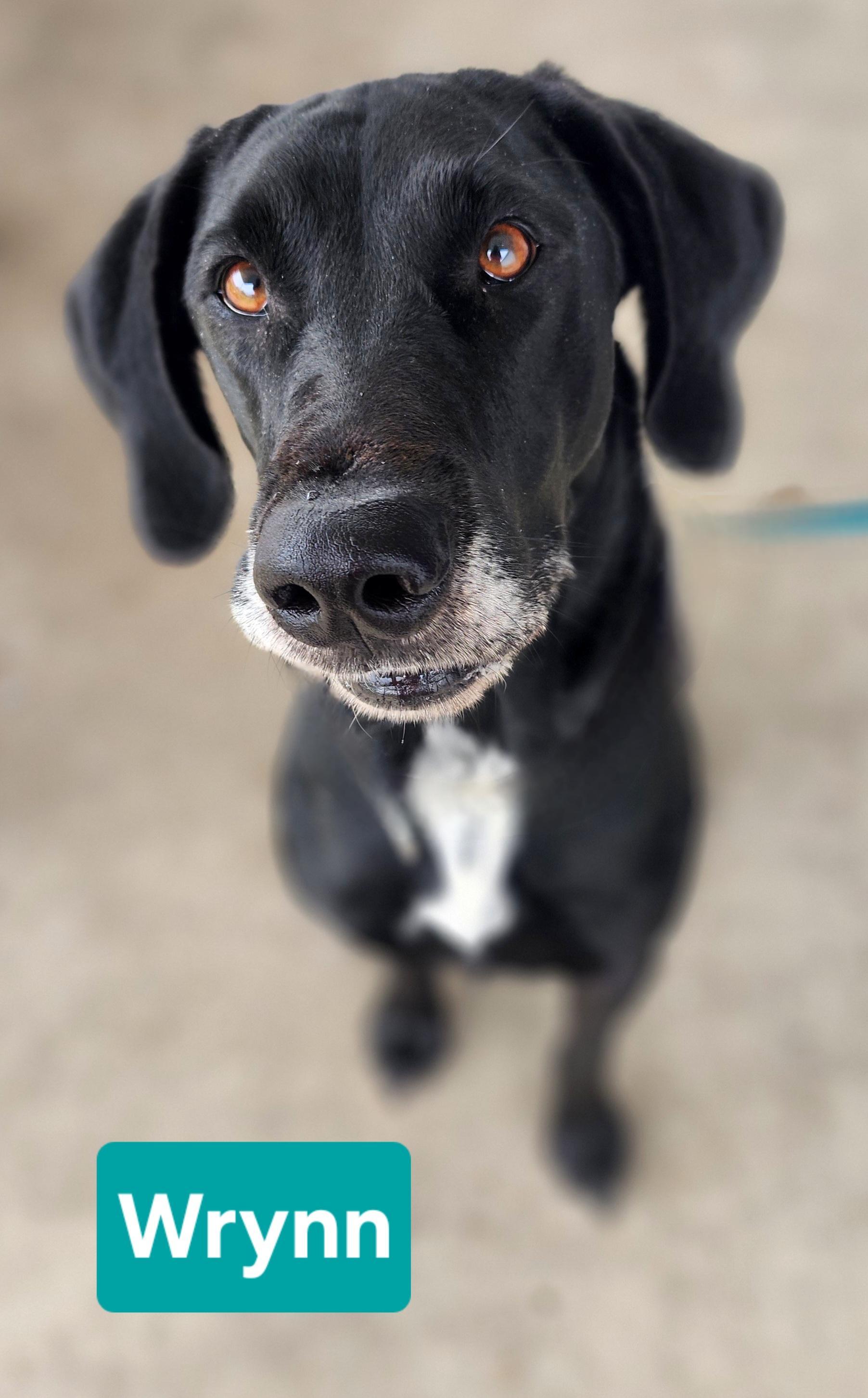 Enlarge Wrynn, a Adoptable mixed breed in Clinton, MO image 1/3