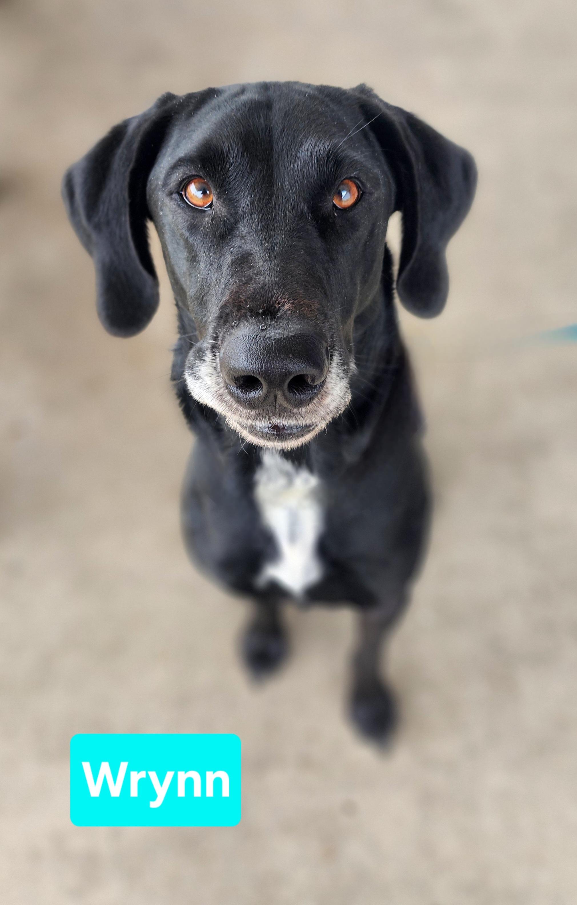 Enlarge Wrynn, a Adoptable mixed breed in Clinton, MO image 2/3