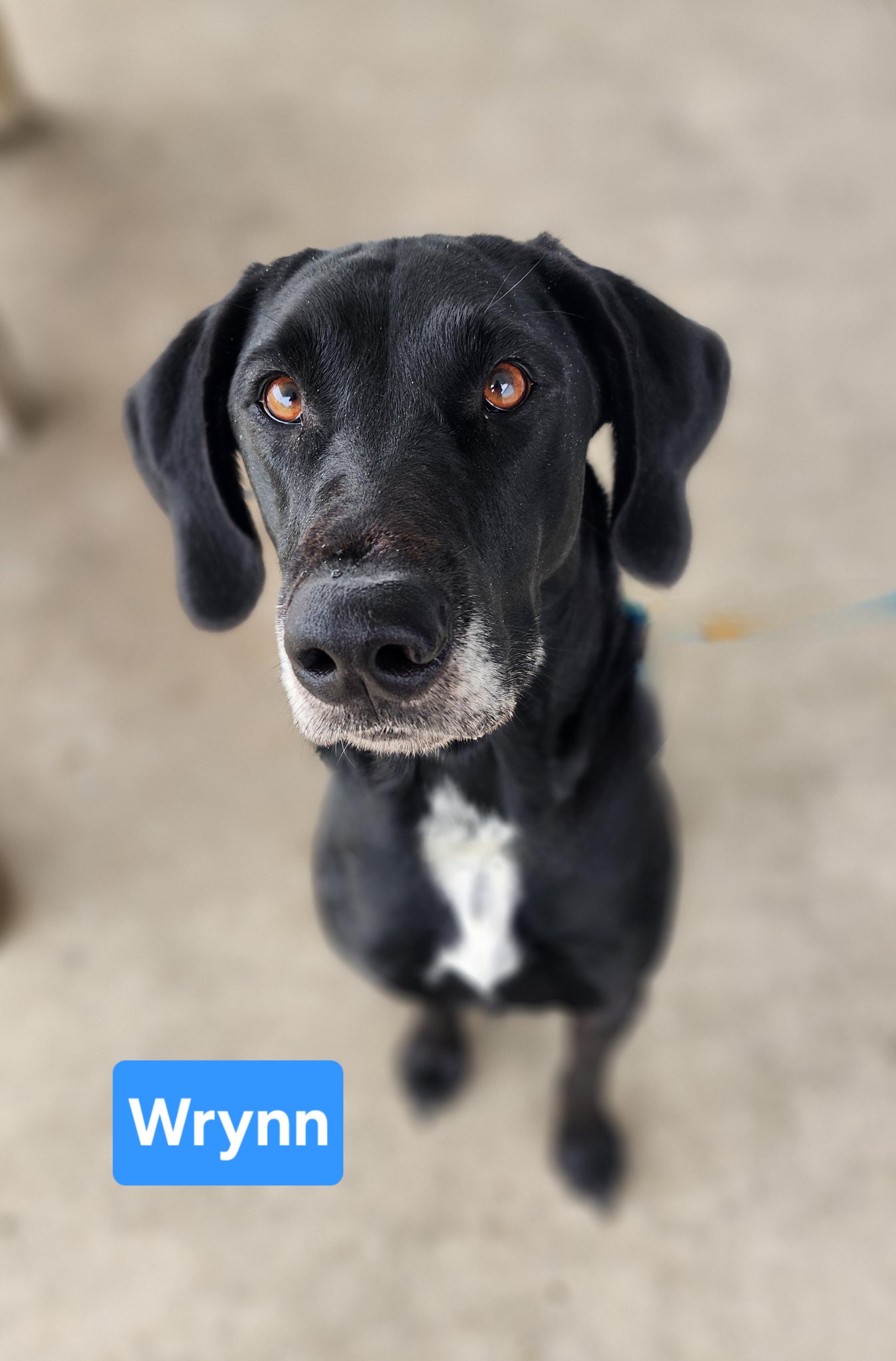 Enlarge Wrynn, a Adoptable mixed breed in Clinton, MO image 3/3
