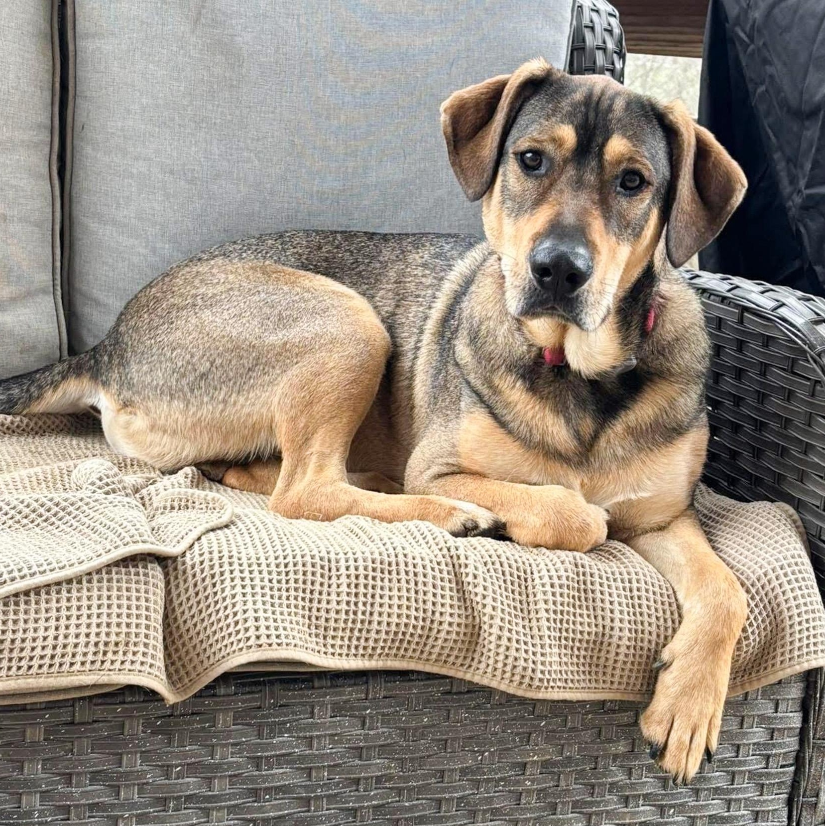 Enlarge Wiley, an adopted mixed breed in Albany, NY image 6/6