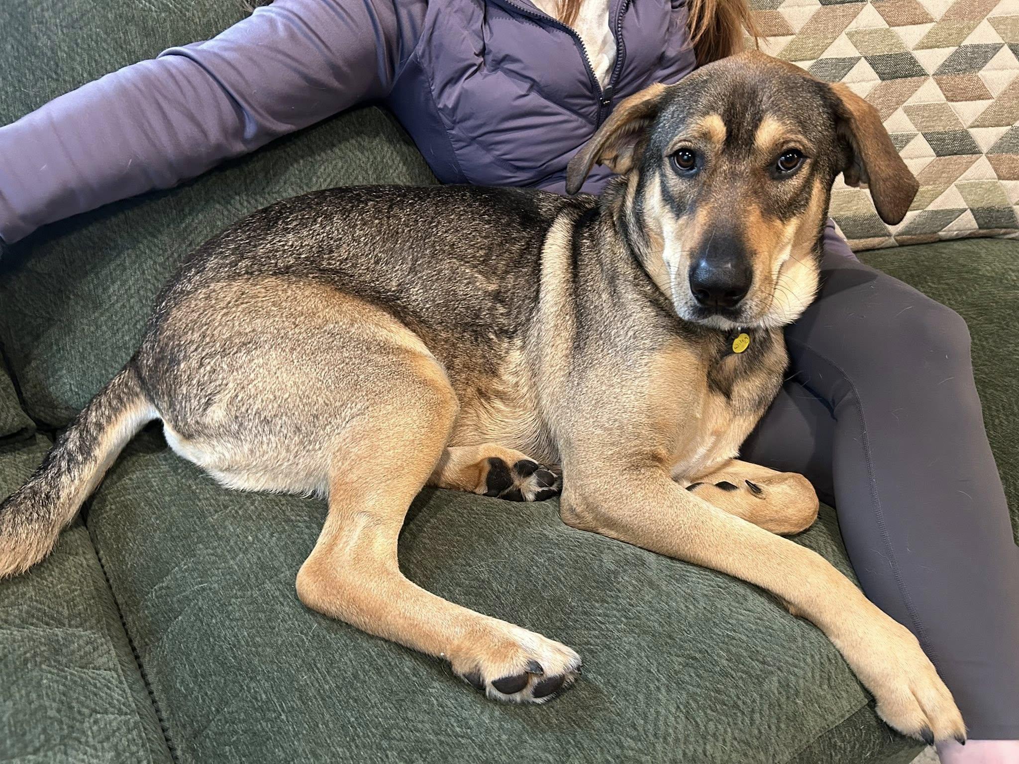 Enlarge Wiley, an adopted mixed breed in Albany, NY image 2/6