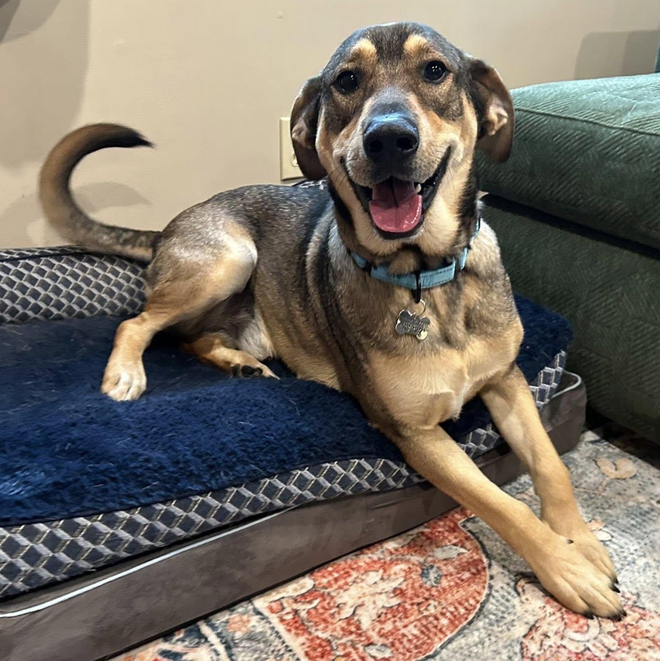 Wiley, adopted, Young Male Shepherd & Hound.