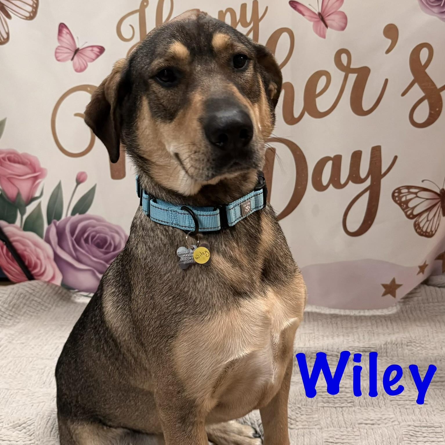 Enlarge Wiley, an adopted mixed breed in Albany, NY image 5/6