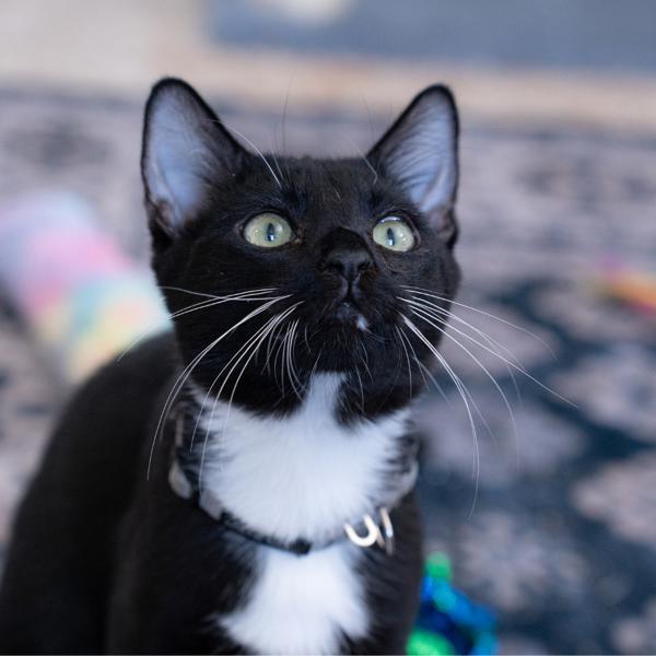 Enlarge Silas, a Adoptable mixed breed in Vallejo, CA image 1/1