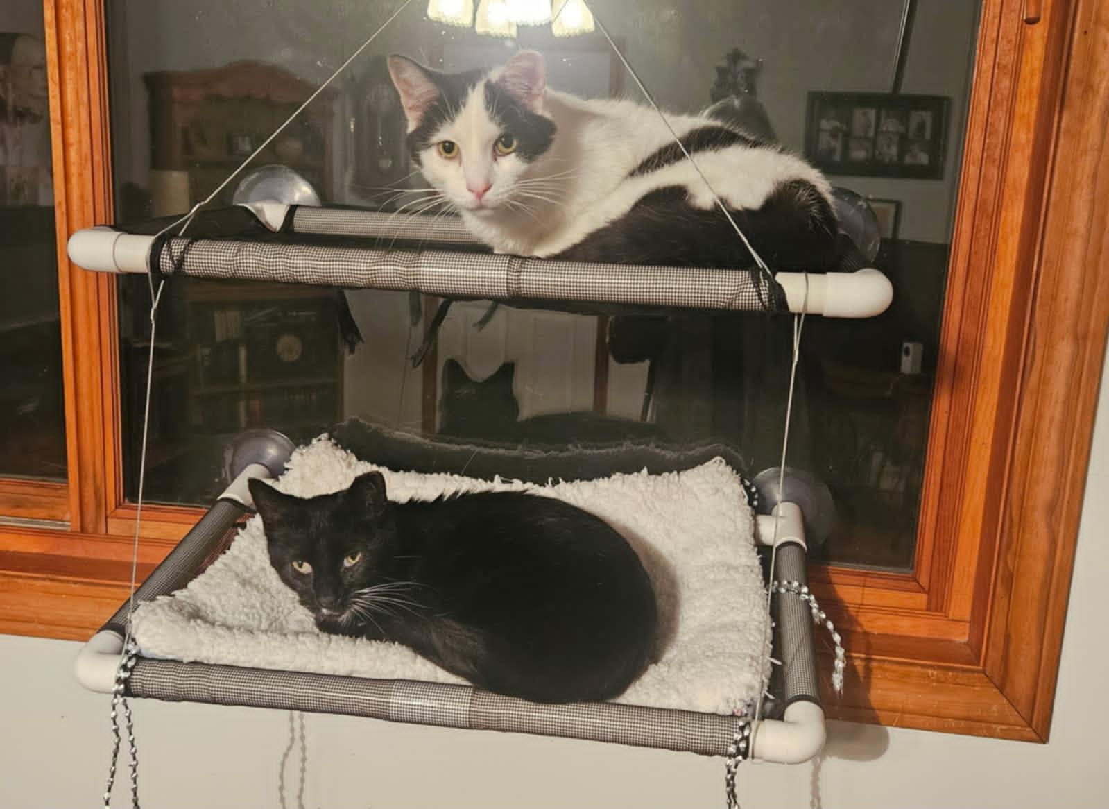 Bluebell, Adoptable, Adult Female Domestic Short Hair.