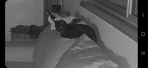 Enlarge Bluebell, a Adoptable Domestic Short Hair in Mission, KS image 2/6