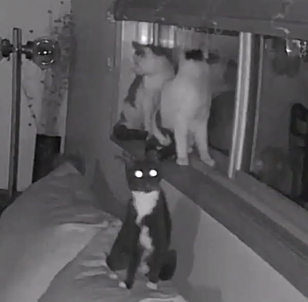 Enlarge Bluebell, a Adoptable Domestic Short Hair in Mission, KS image 5/6