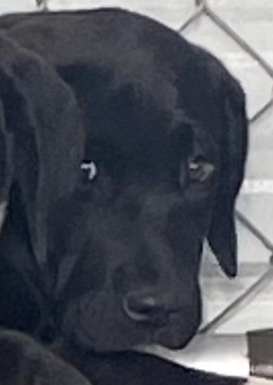 Hecate, Adoptable, Young Female Labrador Retriever & Coonhound.