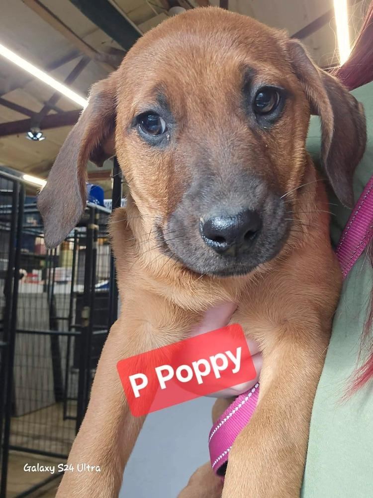 Enlarge P Poppy, a Adoptable mixed breed in Warrenton, MO image 1/1