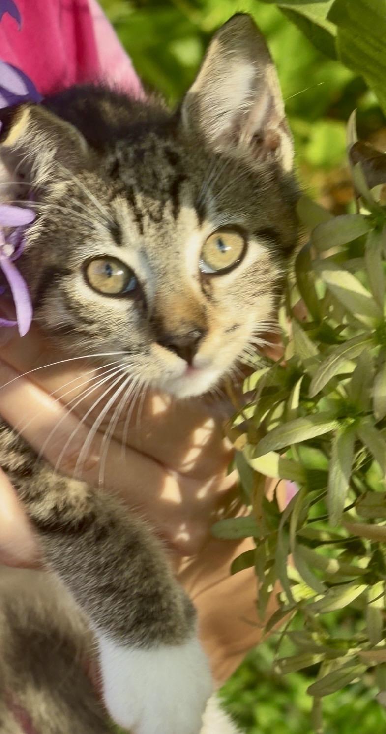 Sapote, an adopted mixed breed in Weston, CT image 4/6