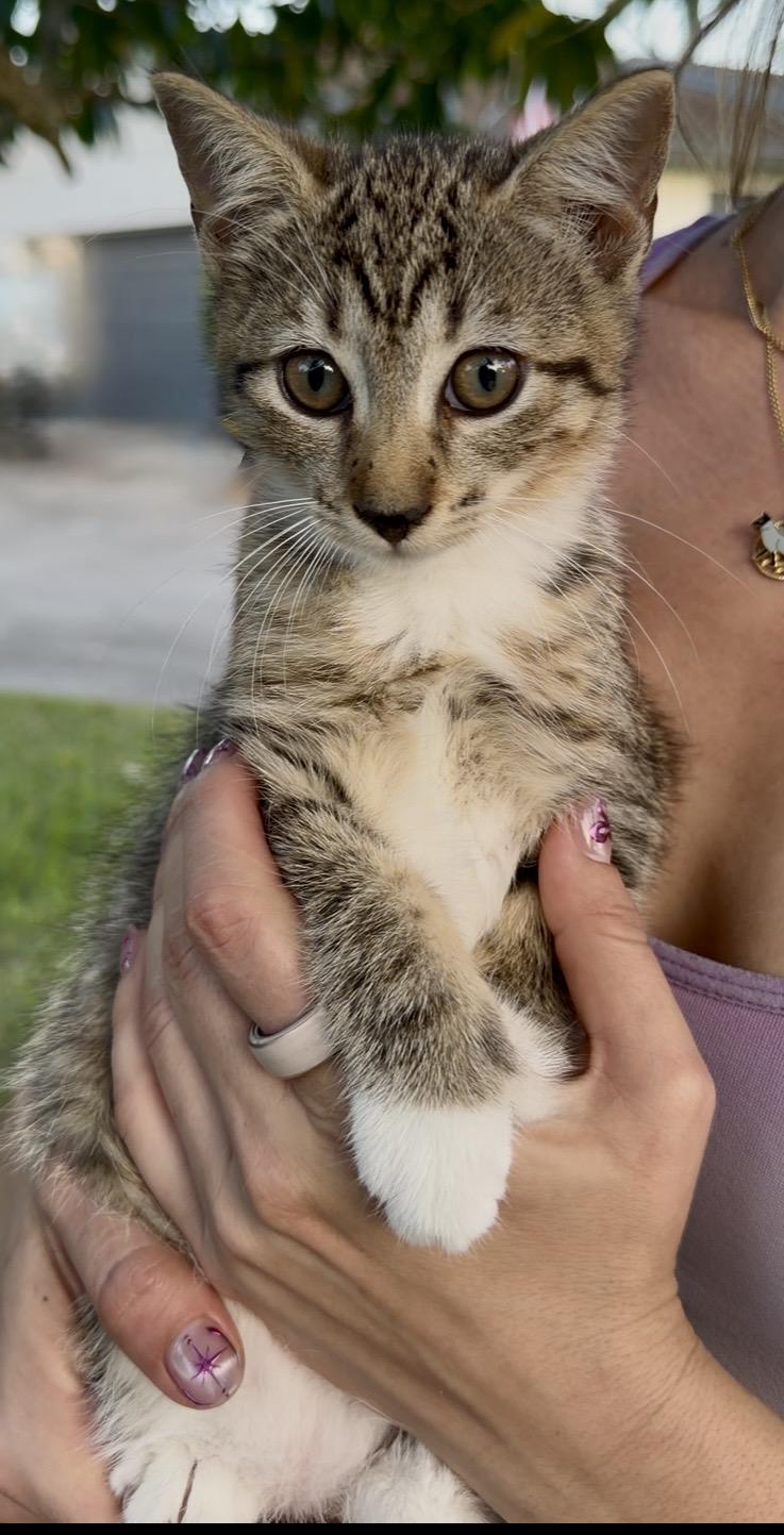 Sapote, an adopted mixed breed in Weston, CT image 2/6